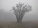 Arbre d'artifice